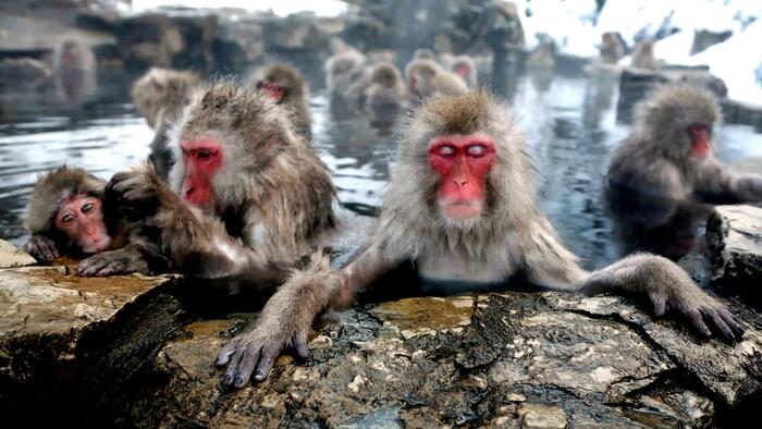 NextImg:Immortal Monkeys? Not Quite, But Scientists Just Reversed Aging With 'Super' Stem Cells