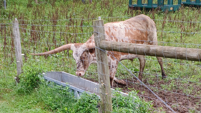 Trump Targets Foreign-Owned Meatpacking Cartel To Arrest Beef Prices, Defend Small Ranchers Trump Targets Foreign-Owned Meatpacking Cartel To Arrest Beef Prices, Defend Small Ranchers