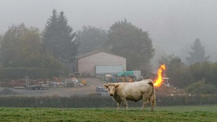 Dead Cows Don’t Fart? Countries Raise Concerns Over Methane-Reducing Additive For Bovines Dead Cows Don’t Fart? Countries Raise Concerns Over Methane-Reducing Additive For Bovines