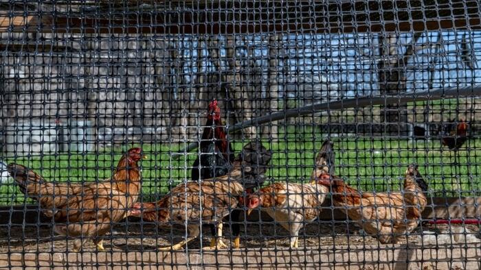 3 US States Report New Avian Flu Outbreaks 3 US States Report New Avian Flu Outbreaks