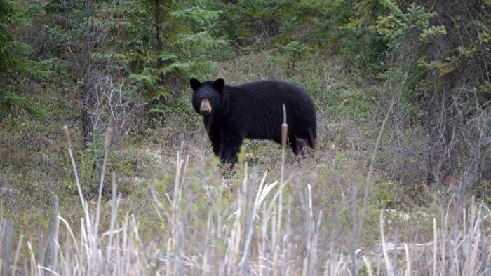 Japan Sends Troops To Combat Spike In Fatal Bear Attacks Japan Sends Troops To Combat Spike In Fatal Bear Attacks
