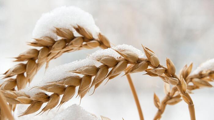 The Christmas Gift That Climate Grinches Can’t Abide