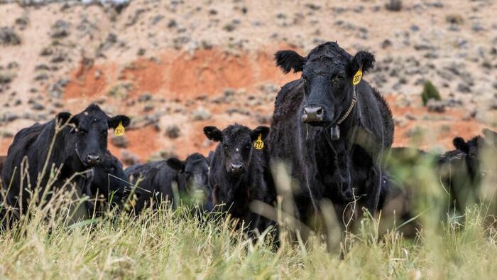 Trump Administration Faces Balancing Act On Agriculture Trump Administration Faces Balancing Act On Agriculture