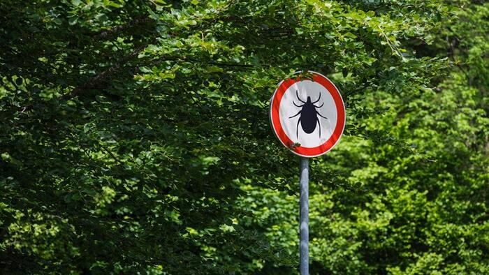 After Decades Of Dismissal, Chronic Lyme Disease Is Now Getting Recognized