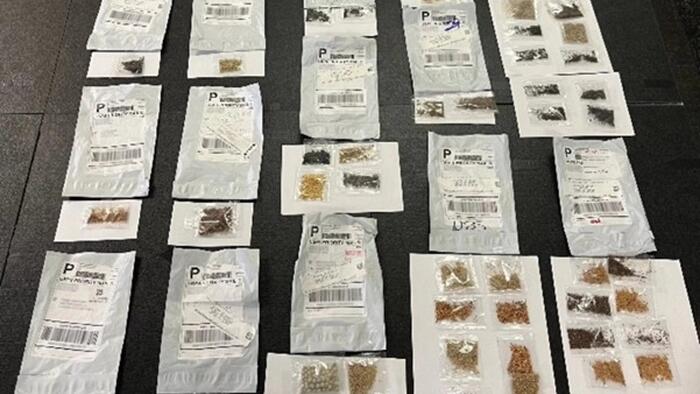 Texas warns residents against planting unsolicited "mysterious seeds" from China, citing risks of in...