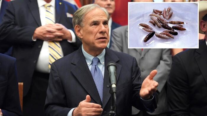 Texas Governor Issues Disaster Declaration Over Spread Of Parasitic Screwworm