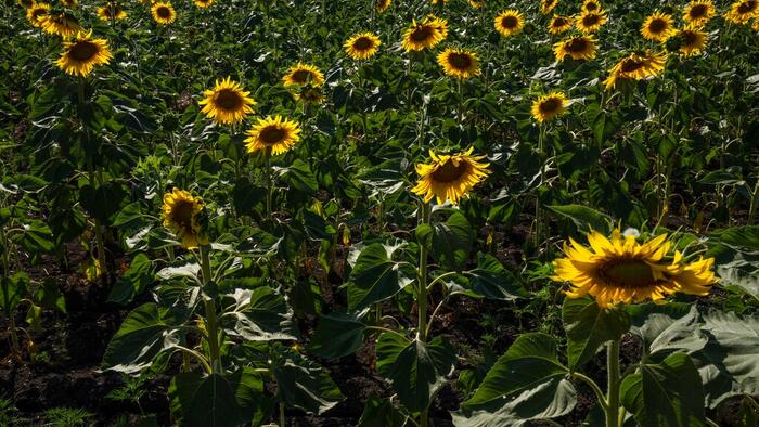 Ukraine Claims Putin Is Transferring Occupied Farmland Into State Hands