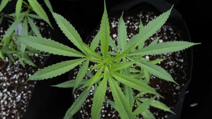 zerohedge.com - Tyler Durden - From Whiskey To Weed: A Second Amendment Fight