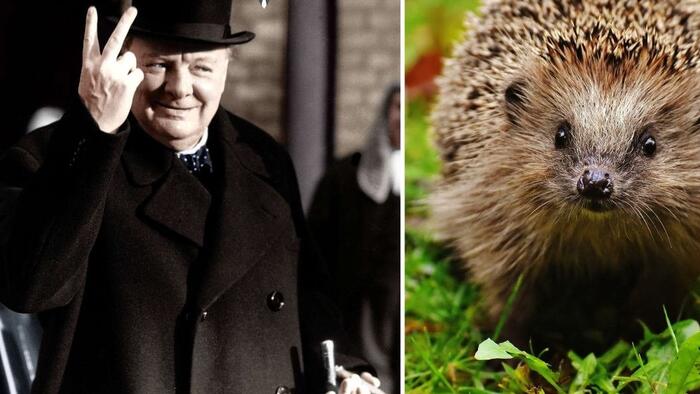 They're Replacing Winston Churchill With A Hedgehog