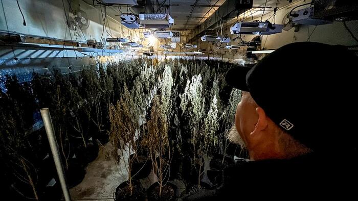 Chinese Nationals Among 51 Indicted Over Marijuana Grow Operations In Oklahoma