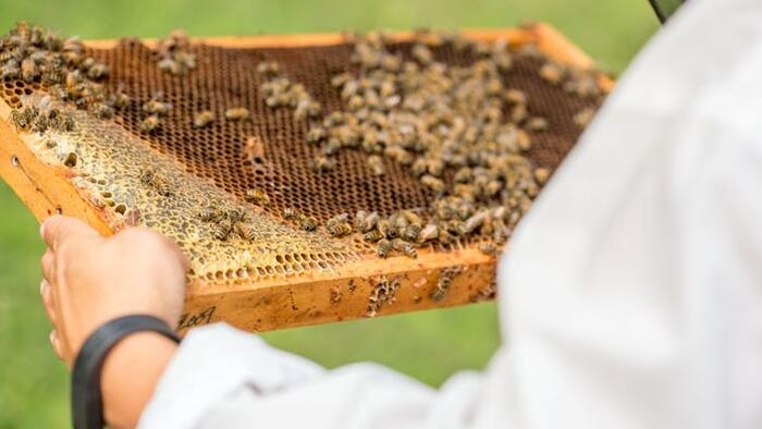 zerohedge.com - Tyler Durden - Shutting Down Federal Bee Labs Threatens The US Food System