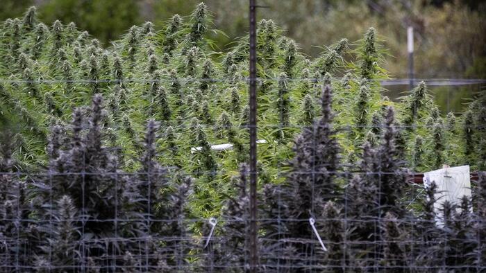 Marijuana Vendors Sued For Allegedly Not Warning Consumers Of Risks
