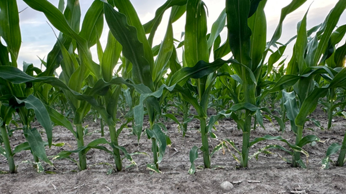 zerohedge.com - Tyler Durden - Agri Markets Hit By 'Aggressive Positioning Washout' But Supply Risks Linger