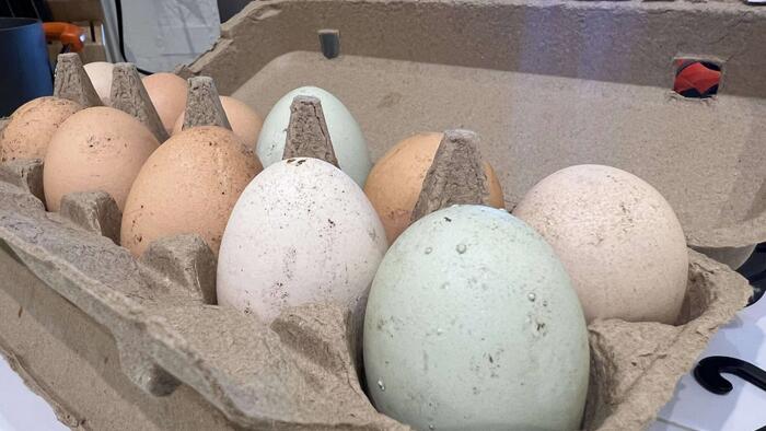 Egg Producers Reach State And Federal Settlement Over Price-Fixing Allegations