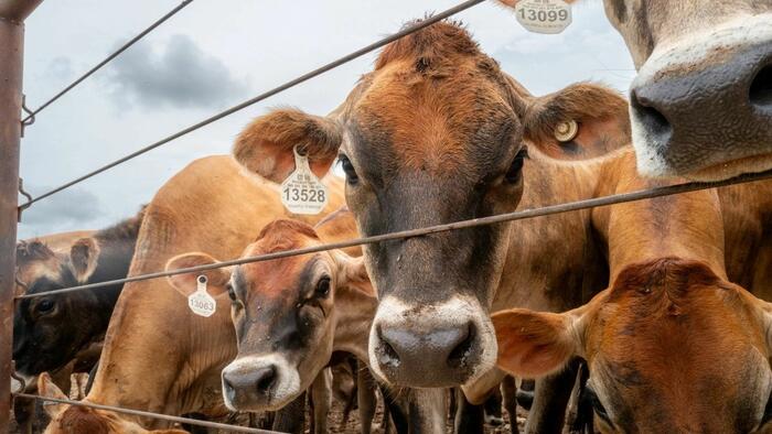 US To Resume Mexican Cattle Imports After Yearlong Screwworm Ban
