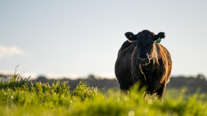 US Cattle Slaughter Plunges 16% In One Week As Immigration Crackdown Guts Kansas “Golden Triangle” Workforce
