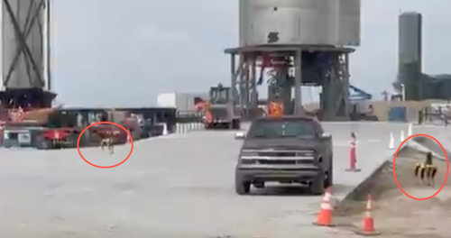 Robo-Dogs Spotted At SpaceX's Texas Launch Facility | ZeroHedge