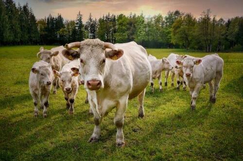 US Beef Herd Drops To Lowest Since 1962 As Global Food Crisis Intensifies