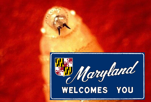 First Human Case Of Flesh-Eating Screwworm Detected In Sanctuary State Of Maryland 
