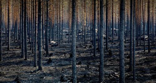 The Latest Wildfire Panic Is Refuted By Data