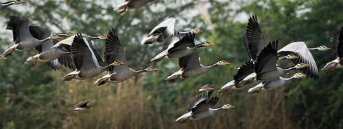 Migratory birds