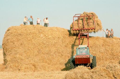 Ukraine wheat production 1991