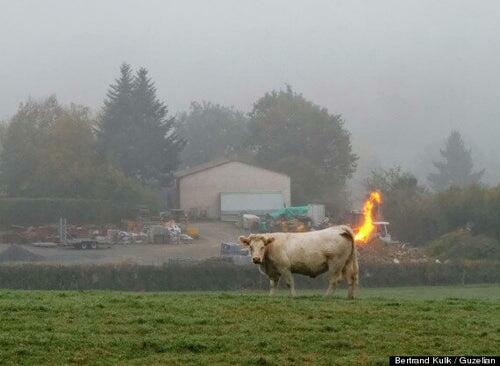 Dead Cows Don’t Fart? Countries Raise Concerns Over Methane-Reducing Additive For Bovines