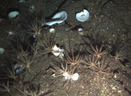 America Must Lead On Seafloor Mineral Development thumbnail