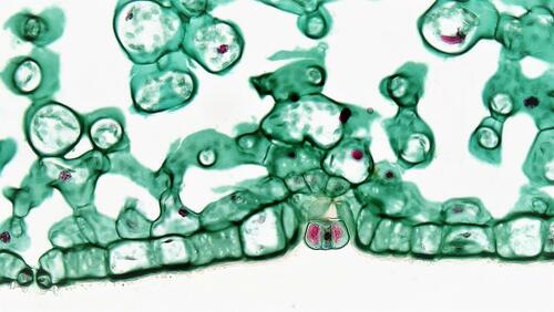 Fraud Hunters: Sniffing Out Bogus Science