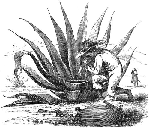 Pulque: A 2,000-Year-Old Sacred Mesoamerican Booze thumbnail