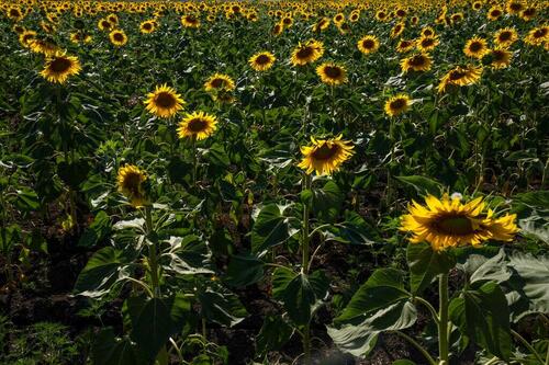 Ukraine Claims Putin Is Transferring Occupied Farmland Into State Hands