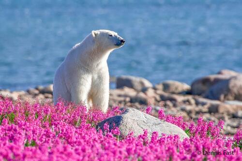 Polar-bear-in-fireweed-10.jpg?itok=ZwFZM