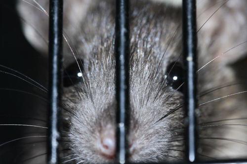 Rat in cage