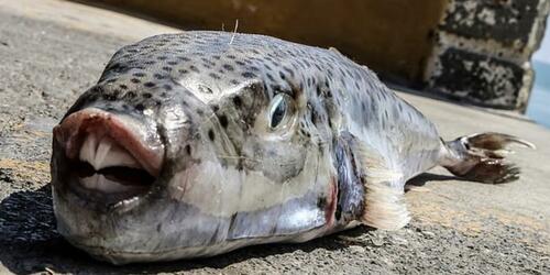 Tourist Nightmare: Toxic "Bone-Cutting" Fish Invades Mediterranean Beaches