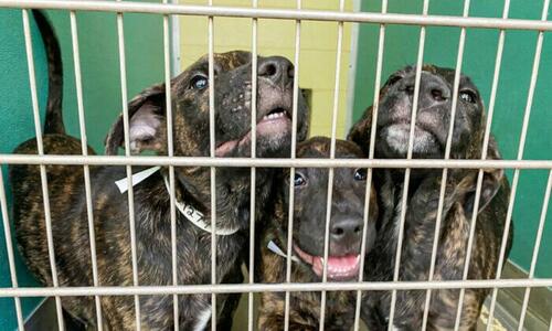 Soaring Cost Of Living Causes Spike In Abandoned And Surrendered Pets
