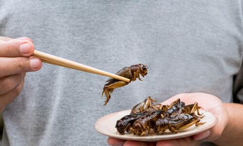 crickets and chopsticks