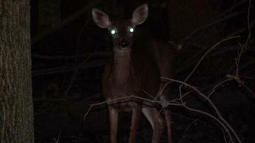 "Like Deer In Headlights": Markets Are 'Taking The Average', Producing The Most Unlikely Outcome thumbnail