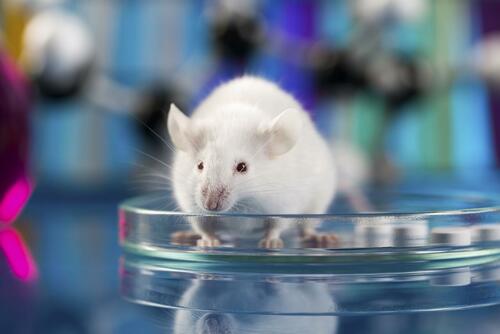 Boston University kreiert COVID-Stamm mit 80 % Mortalität bei Mäusen