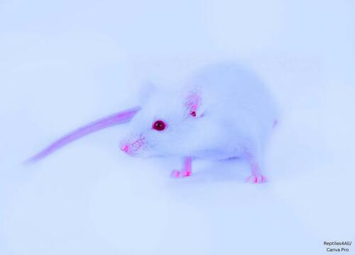 South Korea Lab Makes Bird Flu 100% Lethal In Mammals: ‘Virology Journal’