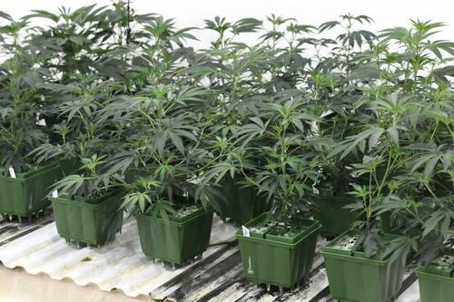 California's Cannabis Market Crashes, Northern Counties Brace For Impact Id5243202-Marijuana-plants-1200x800