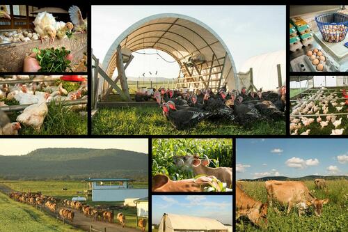 Behind America's Growing 'Food Freedom' Movement