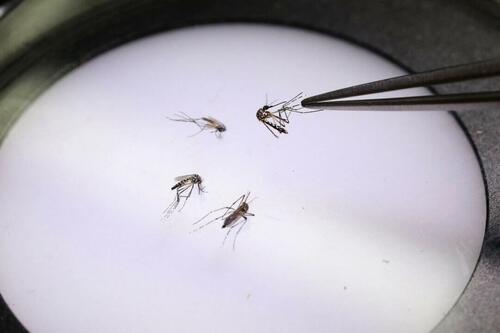 FDA Suspends License For Chikungunya Vaccine After ‘Serious Adverse Events’