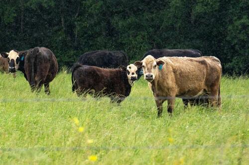 The Soaring Price Of Beef