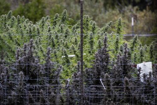 Marijuana Vendors Sued For Allegedly Not Warning Consumers Of Risks – FREEDOMBUNKER