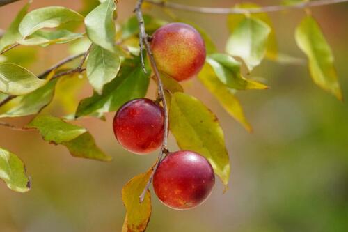 ​An Amazonian Superfruit May Reverse Fatty Liver Disease, Study Finds – Tyler Durden