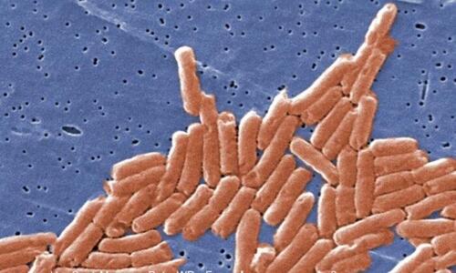 ​Salmonella Outbreak Linked To Recalled Eggs Spreads Across Nine States – Tyler Durden