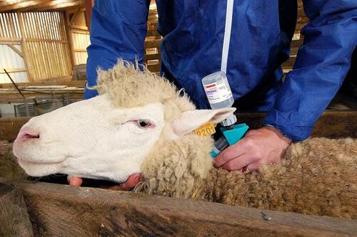 Vaccination des moutons et maladie de la langue bleue