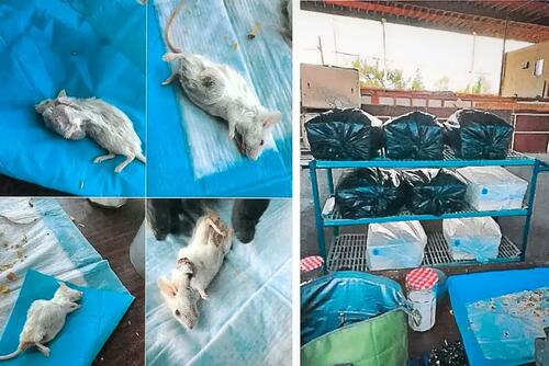 Près de 1 000 souris ont été gardées à des fins d'expérimentation, 
dont 178 étaient déjà mortes en raison des conditions rances. 
Les souris avaient recours au "cannibalisme", c'est-à-dire que les rongeurs 
les plus dominants arrachaient les poils et la peau de ceux qui leur étaient inférieurs. 
(Département de la santé publique du comté de Fresno/observation judiciaire)