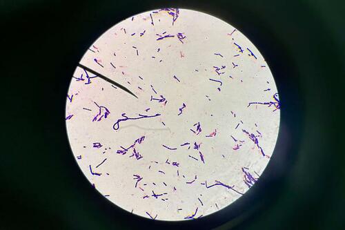 Vue microscope de bacteries