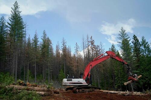 USDA Cites Wildfire Risk, Invasive Insects In Orders To Expand Logging In National Forests